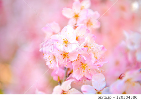 関東・春めき桜・春を呼ぶイメージ、可憐で清純なピンク色の早咲き桜のイメージ・神奈川県南足柄市(2) 関東・春めき桜・春を呼ぶイメージ、可憐で清純なピンク色の早咲き桜のイメージ・神奈川県南足柄市(2) 120304380