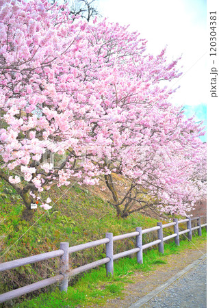 関東・春めき桜・子供でも手が届く位置で咲き誇る、足柄の早咲き桜のイメージ・神奈川県南足柄市 120304381