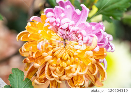 花 フラワー お花 120304519