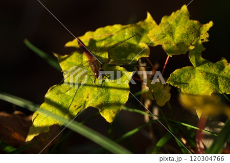 晩秋の赤とんぼ 120304766