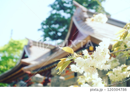 神社の境内に咲く白い桜 神社の境内に咲く白い桜 120304786