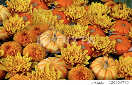 ハロウィーン：花手水に浮かぶ黄色いカボチャと大倫の菊の花 120304799