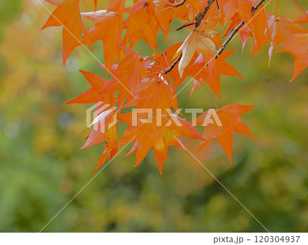 鮮やかな紅葉 鮮やかな紅葉 120304937
