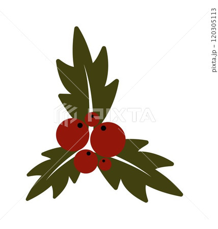 Christmas holly berry. Christmas symbol. Twig of holly with berries and leaves. New year and winter, Christmas holidays and gifts. 120305113