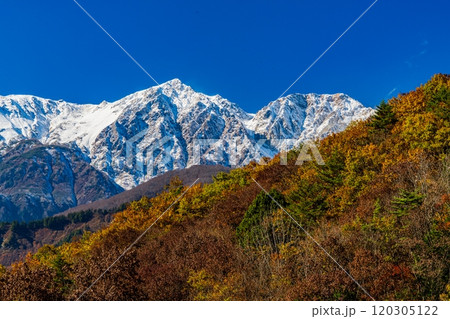 雪をかぶった北アルプスと紅葉 120305122