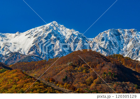 雪をかぶった北アルプスと紅葉 雪をかぶった北アルプスと紅葉 120305129