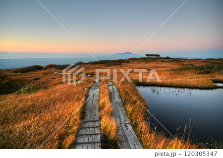 夕陽に映える草紅葉 夕陽に映える草紅葉 120305347