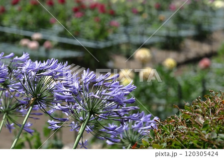 放射状に咲く 放射状に咲く 120305424