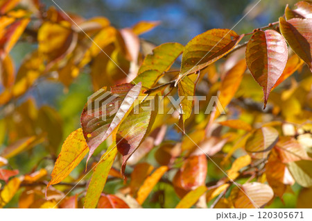 陽射を浴びる黄葉したサクラ 陽射を浴びる黄葉したサクラ 120305671