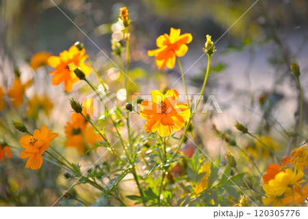 キバナコスモス(黄花秋桜) キバナコスモス(黄花秋桜) 120305776