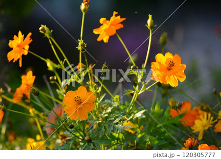 黄色い花 キバナコスモス(黄花秋桜) 黄色い花 キバナコスモス(黄花秋桜) 120305777