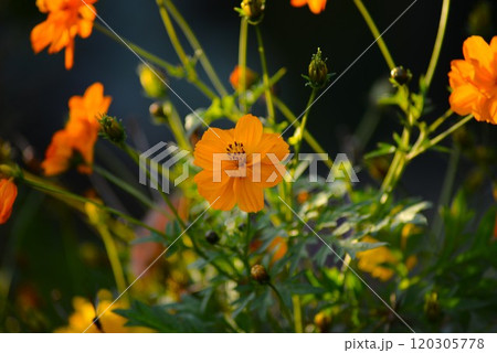 黄色いコスモス キバナコスモス(黄花秋桜) 黄色いコスモス キバナコスモス(黄花秋桜) 120305778