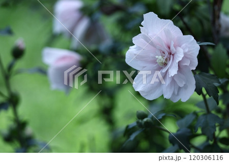 夏の茶室を彩る 夏の茶室を彩る 120306116