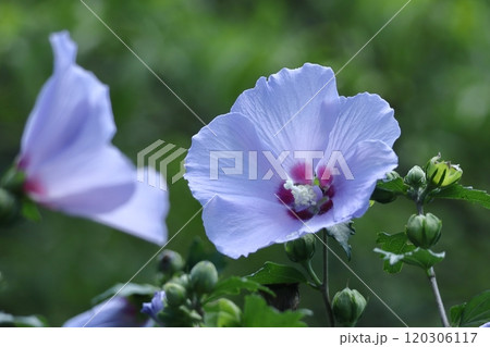 夏の茶室を彩る 夏の茶室を彩る 120306117