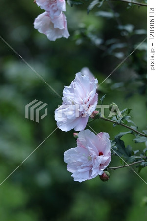 夏の茶室を彩る 120306118