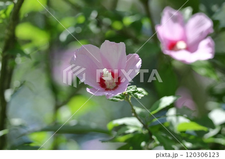 夏の茶室を彩る 夏の茶室を彩る 120306123