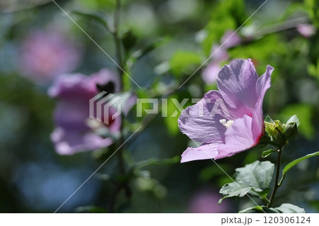 夏の茶室を彩る 120306124