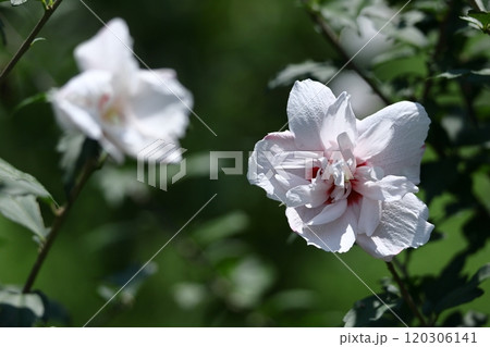 夏の茶室を彩る 120306141