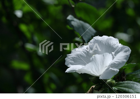 夏の茶室を彩る 120306151