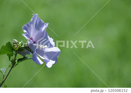 夏の茶室を彩る 120306152