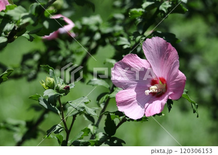 夏の茶室を彩る 夏の茶室を彩る 120306153