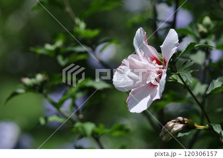 夏の茶室を彩る 夏の茶室を彩る 120306157