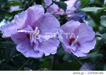 夏の茶室を彩る 夏の茶室を彩る 120306166