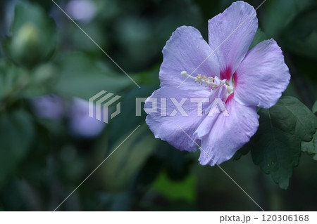 夏の茶室を彩る 夏の茶室を彩る 120306168