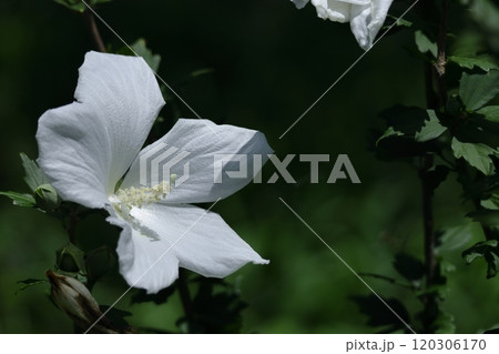 夏の茶室を彩る 120306170