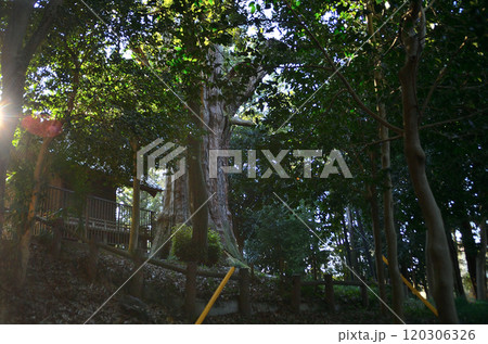 埼玉県坂戸市浅羽野のパワースポット　土屋神社 120306326