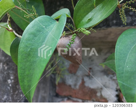 Dioscorea bulbifera, commonly known as air potato, serves as both food and a traditional remedy for treating various ailments. Dioscorea bulbifera, commonly known as air potato, serves as both food and a traditional remedy for treating various ailments. 120306383