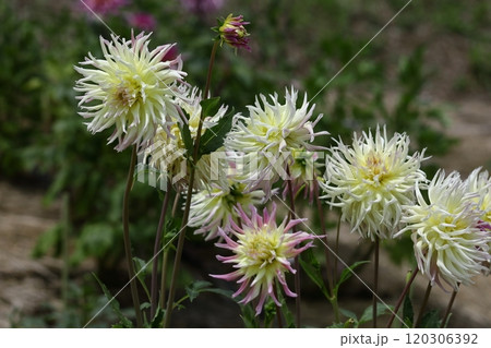 色鮮やかな大輪 120306392