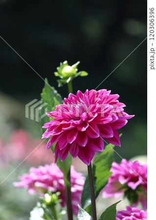 色鮮やかな大輪 120306396