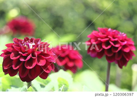 色鮮やかな大輪 色鮮やかな大輪 120306397