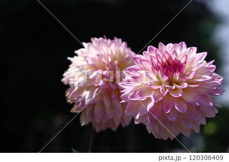 色鮮やかな大輪 120306409