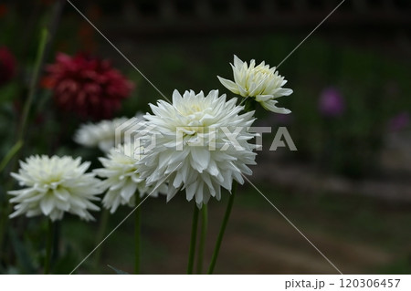 色鮮やかな大輪 120306457