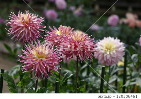 色鮮やかな大輪 120306461