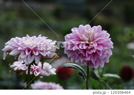 色鮮やかな大輪 120306464