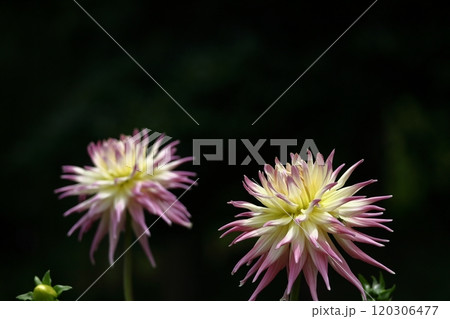 色鮮やかな大輪 120306477