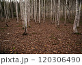 枯葉で埋め尽くされた森 120306490