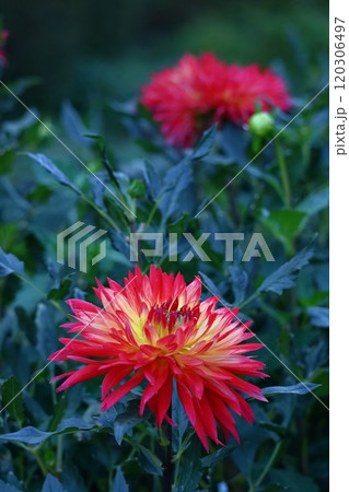 色鮮やかな大輪 色鮮やかな大輪 120306497