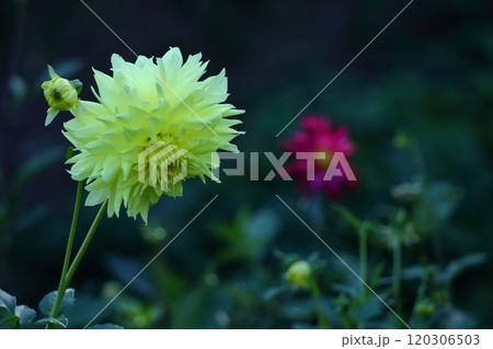 色鮮やかな大輪 120306503