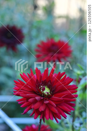 色鮮やかな大輪 色鮮やかな大輪 120306505