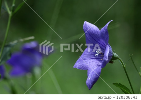 秋の七草の一つの花 秋の七草の一つの花 120306543