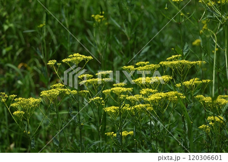 はかなげな繊細な花姿 はかなげな繊細な花姿 120306601