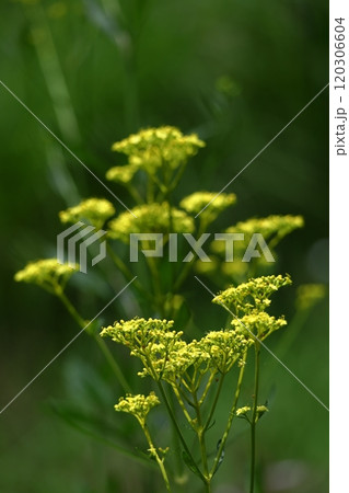 はかなげな繊細な花姿 はかなげな繊細な花姿 120306604