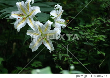 華麗なユリの王者 120306753