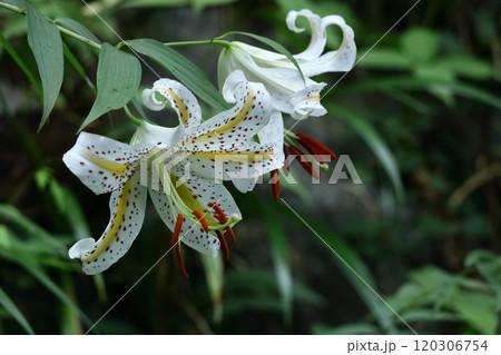 華麗なユリの王者 120306754