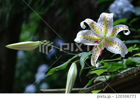 華麗なユリの王者 華麗なユリの王者 120306771