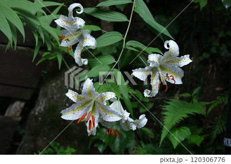 華麗なユリの王者 120306776